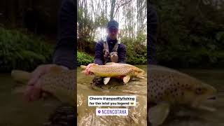 🔥Fly Fishing for Huge Brown Trout out of Small Streams 🙏