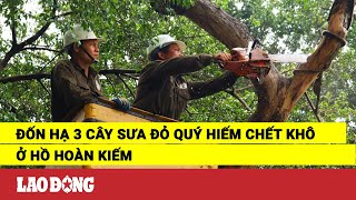 Đốn hạ 3 cây sưa đỏ quý hiếm chết khô ở Hồ Hoàn Kiếm | Báo Lao Động