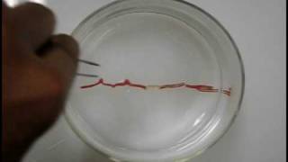 Shape recovery response of a shape memory polymer