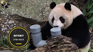 20210124 圓仔吃U字罐內栗子，彪拔事後檢查有無吃盡 The Giant Panda Yuan Zai