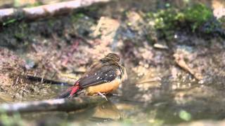 ♪鳥くん野鳥動画（ThタイThai-CSBNK）ベニスズメ♂Yellow-bellied Avadavat (Red Avadavat)