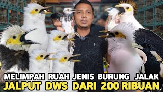 LANGSUNG DIJUAL RUGI JALPUT DWS GACORAN CUMA 200 RIBUAN DI PASAR BURUNG PRAMUKA