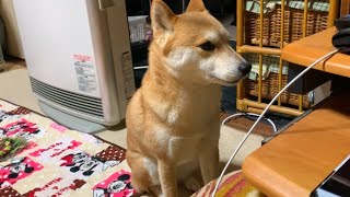 飼い主に断られてわかりやすく拗ねる柴犬ハナ shiba inu