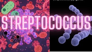 streptococcus microbiology|| Streptococcus ||Easy Microbiology