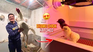 White Oh Shamo Chick Finally Revealed🥳