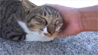 モフモフされて気持ちよさそうな島猫が可愛いcutecat