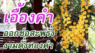 ดอกเอื้องคำ (Dendrobium chrysotoxum) ออกช่อบานสะพรั่งดั่งทองคำ