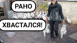 РАСКЛЕВ, КАННИБАЛИЗМ у уток и экстремальные меры! рано хвастался...