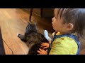 娘が寝た隙に好き勝手やる猫　ラガマフィンa cat that behaves freely while her daughter is sleeping. ragamuffin.