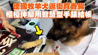 德國牧羊犬逛街買香腸　櫃檯伸腳用智慧型手錶結帳 China: Smart German shepherd uses smartwatch to buy sausages in China