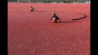 790 Million Pounds Of Cranberries Are Produced This Way By American Farmers   American Farming