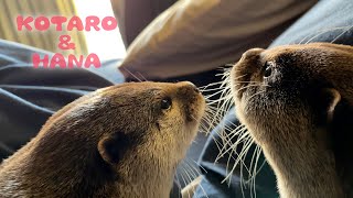 ケンカしたりくっついたりまるで恋愛ドラマなカワウソ　Otter Soap Opera