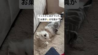 ママの作品を応援する生後7ヶ月のマルチーズ #shorts #子犬 #パピー #マルチーズ #羽田空港 #おみやげ