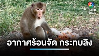 อากาศร้อนจัด ! กระทบลิงในวนอุทยานโกสัมพี ขาดน้ำและอาหาร | 7 สีช่วยชาวบ้าน