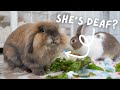 How I Figured out my Bunny was Deaf 😧