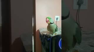 ମିଟୁ ର କି dance 🦜🦜🕺।। talking parrot।। pujakalu vlogs।।@pujakaluvlogs