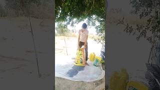 खेत में खाद डालनी है/ਖੇਤ ਵਿੱਚ ਖਾਦ ਪਾਣੀ/#youtubeshorts#farming#khetkhajana#shortvideos#shorts#short..