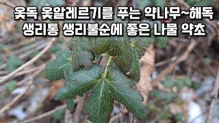 까마귀밥나무(칠해목),옻독 옻알레르기를 푸는 약나무~해독 생리통 생리불순에 좋은 나물 약초,이 식물은?