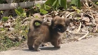 Abandoned under the 40 degree sun,he little puppy cried until she was exhausted from hunger