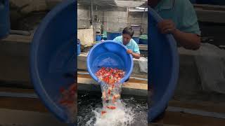 Thả cá Koi vào hồ lớn. #cakoi #koi #cákoi #guppy #koifish #fish #fishing #koifishpond