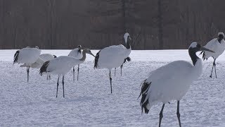 タンチョウ、雪上を舞う 飛来ピーク、北海道鶴居村