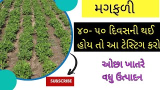 મગફળી ૪૦ થી ૫૦ દિવસની થઈ હોય તો‌ આ ટેસ્ટિગ કરો | મગફળીની ખેતી | Magfali ni kheti 2023|Peanuts