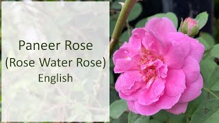 Paneer Rose (Rose Water Rose) - Pruning, Fertilization, Care Guide [ English ] Damask Rose