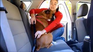 Car Safety Seat Belt For Dogs