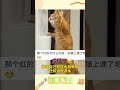 成精了 猫咪自己开饮水机喝水 还知道开凉水 宠乐园 轻松一刻 动物