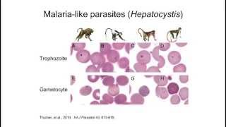 Next-Generation Sequencing Technology Drives Discoveries in Disease Pathology