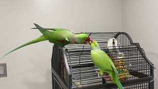 Best Buddies : Alexandrine and Indian Ringneck Parakeets In Canada