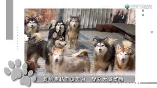 東張西望｜多頭犬隻被拍到困養於天台 更疑似有人用棍棒虐狗!