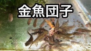 金魚　第３期稚魚　生後64日目