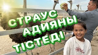 Жануарларға бардық Адияны страус тістеп алды #vlog