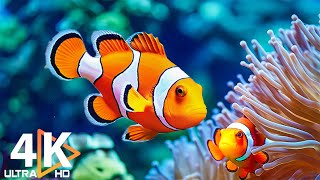 The Best 4K Aquarium 🐠 Vibrant Coral Reefs \u0026 Tranquil Marine Life with Relaxing Sounds