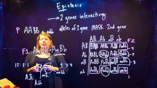 Epistasis practice problem