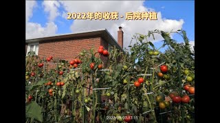 2022年收获 - 后院种植