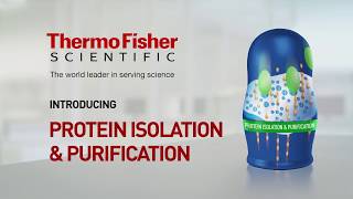 Meet Our Protein Purification and Isolation Doll