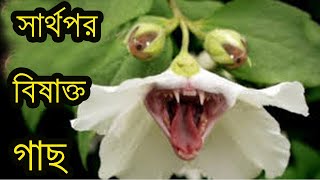 পৃথিবীর সবচেয়ে বিষাক্ত গাছ - বিষাক্ত এই গাছগুলো হয়তো আপনার ঘরেই আছে - Odvut mayajal