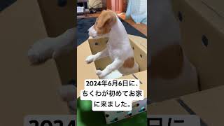 【ジャックラッセルテリア】ちくわが我が家に来ました。【JackRussellTerrier】