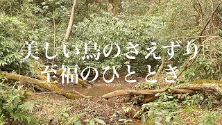 森のオーケストラ 交響曲25番 第2楽章 3小節 自然の音　鳥のさえずり　朝の森　生田緑地　Nature sounds, birds chirping, relaxing