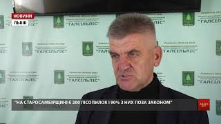 Керівництво «Галсільлісу» назвало причини масової вирубки дерев на Старосамбірщині