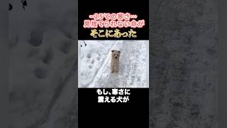 -25℃の寒さ…見捨てられない命がそこにあった