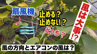 【風の当て方】回す？止める？エアコンは？観葉植物の育ち方に影響する風