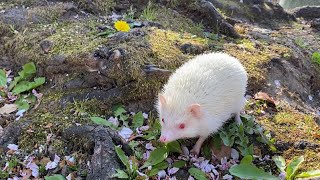 🔰お散歩デビューしたハリネズミが可愛すぎる🦔🌸