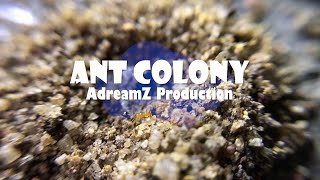 Ant Colony Red Ants - රතු කූඹි ගුල