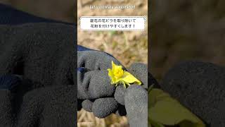 スイカの受粉をしよう！Let's pollinate watermelon!