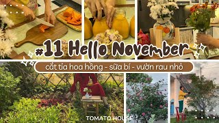 #11 HELLO NOVEMBER/CẮT TỈA HOA HỒNG - LÀM SỮA BÍ - VƯỜN RAU NHỎ