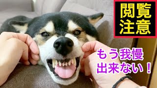 閲覧注意！もう我慢できない柴犬は、こうなります。