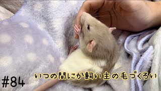 【fancyrat】A rat that was grooming itself and before you knew it, it was grooming a human.